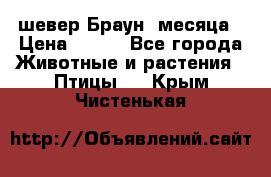 шевер Браун 2месяца › Цена ­ 200 - Все города Животные и растения » Птицы   . Крым,Чистенькая